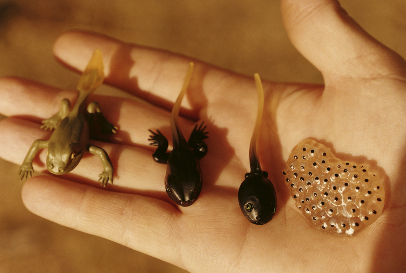 Life cycle of a frog in Somuncurá plateau in Patagonia, Argentina photographed by Colin Dodgson.