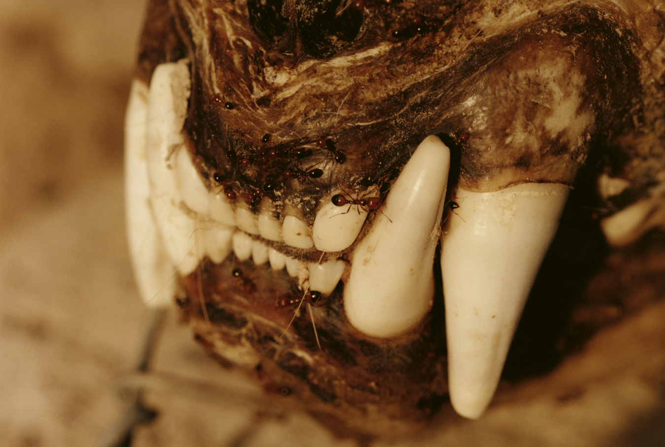 Puma skull in Patagonia, Argentina photographed by Colin Dodgson.