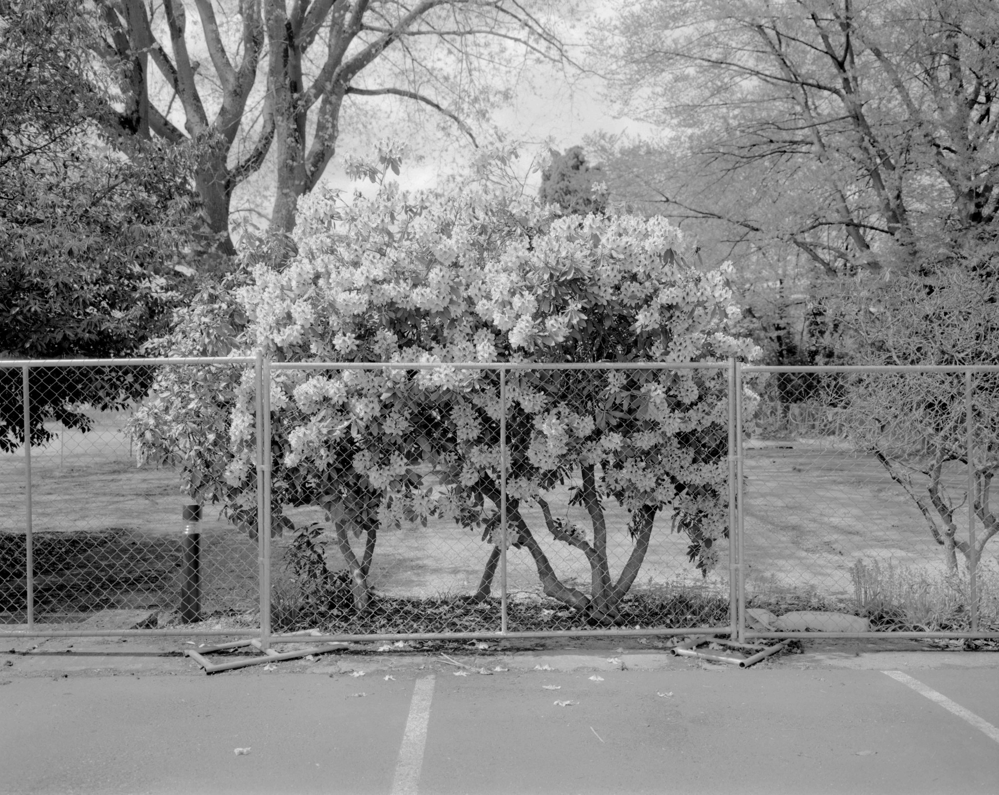 a rose bush behind a wire fence