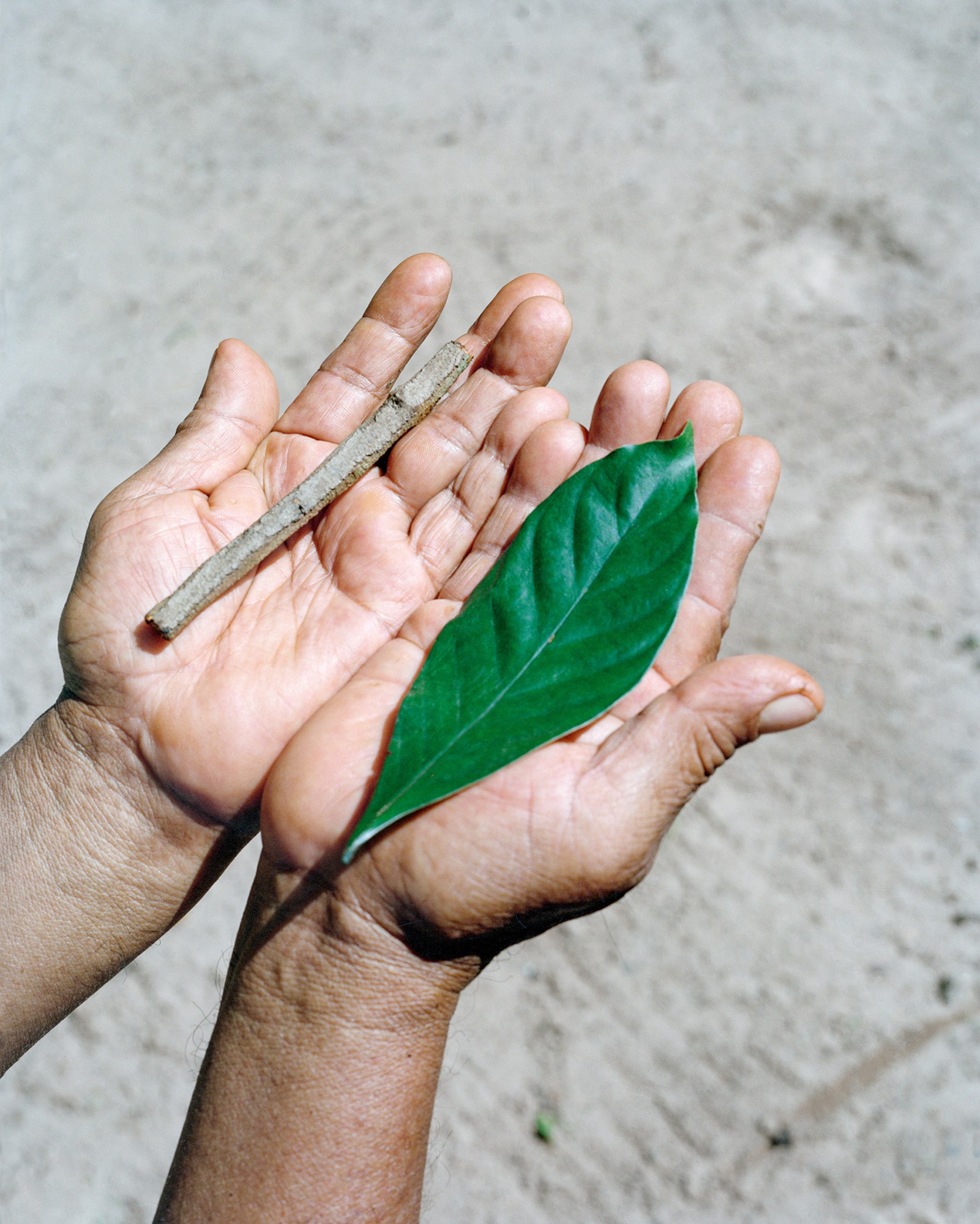 two hands hold a leaf and a stick