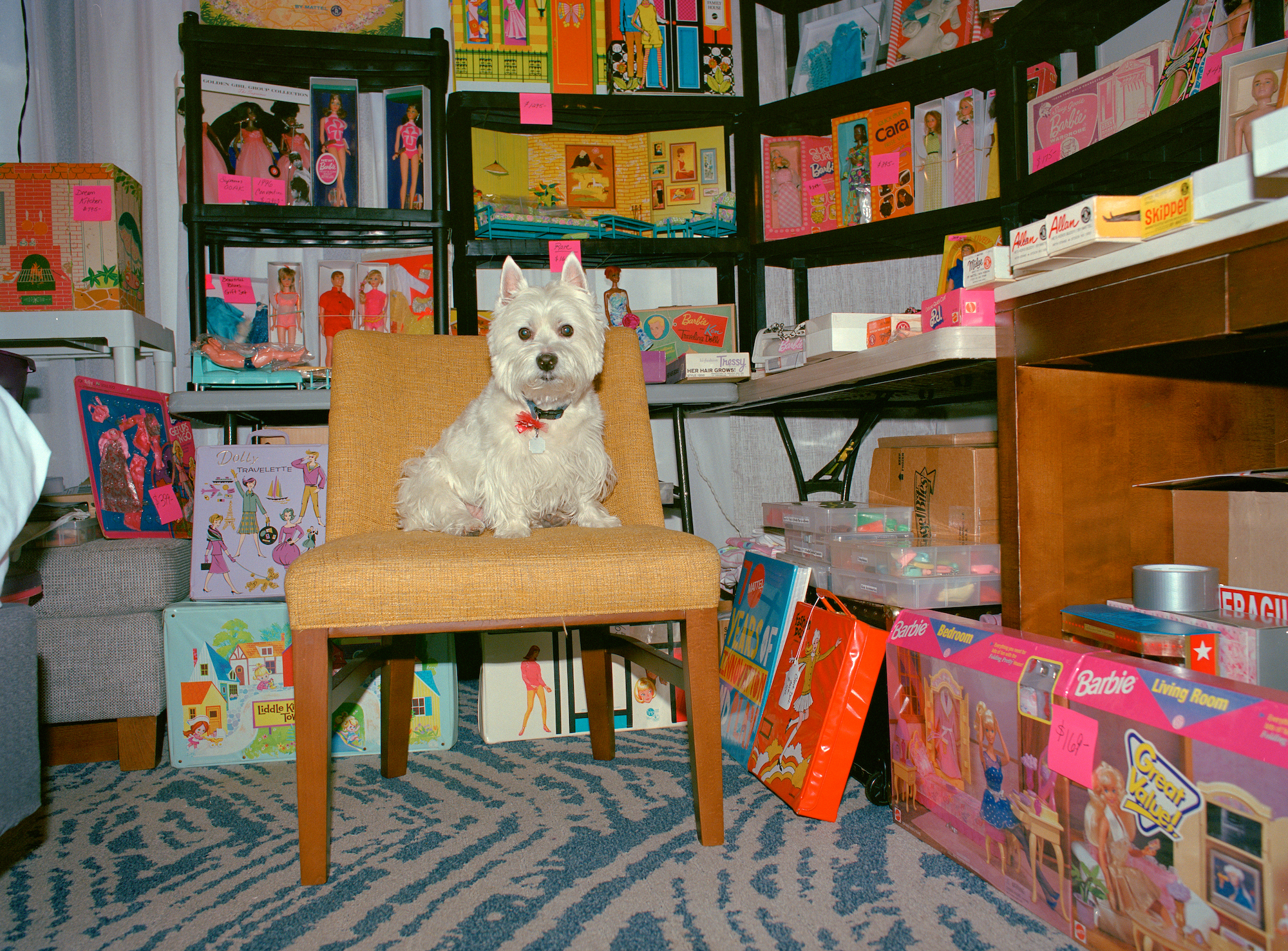 a dog sitting surrounding by vintage barbies