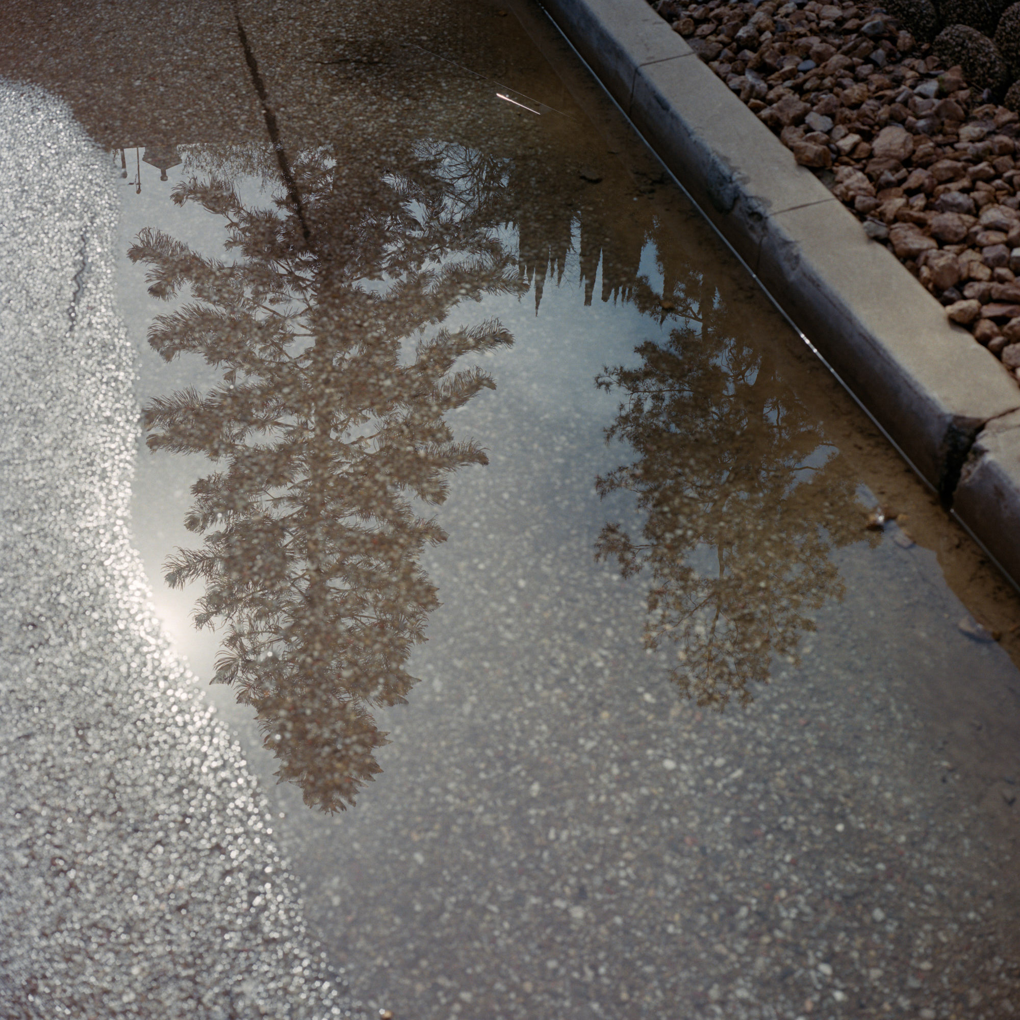 trees reflected in a puddle on the street