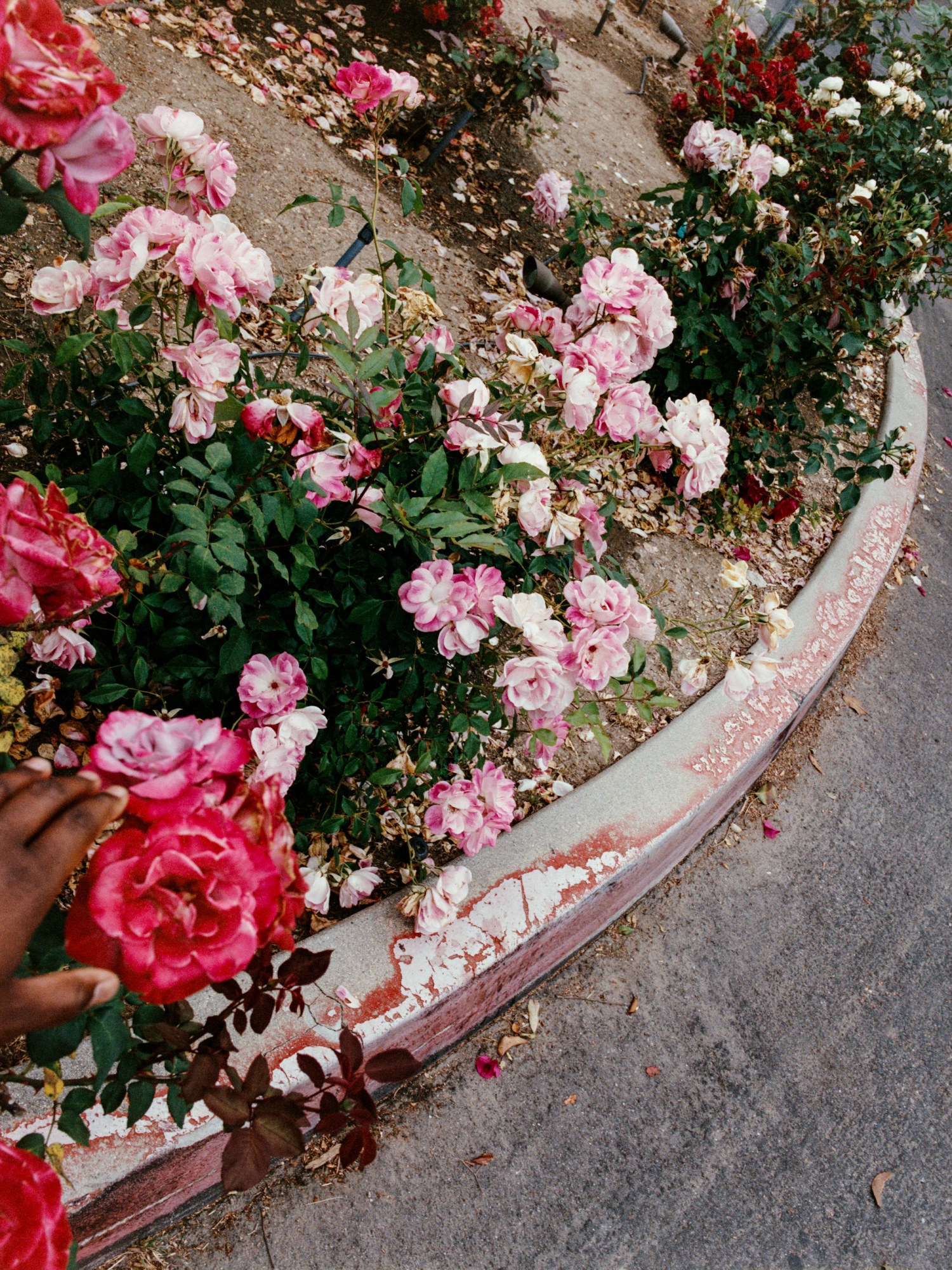 large pink flowers growing near the road