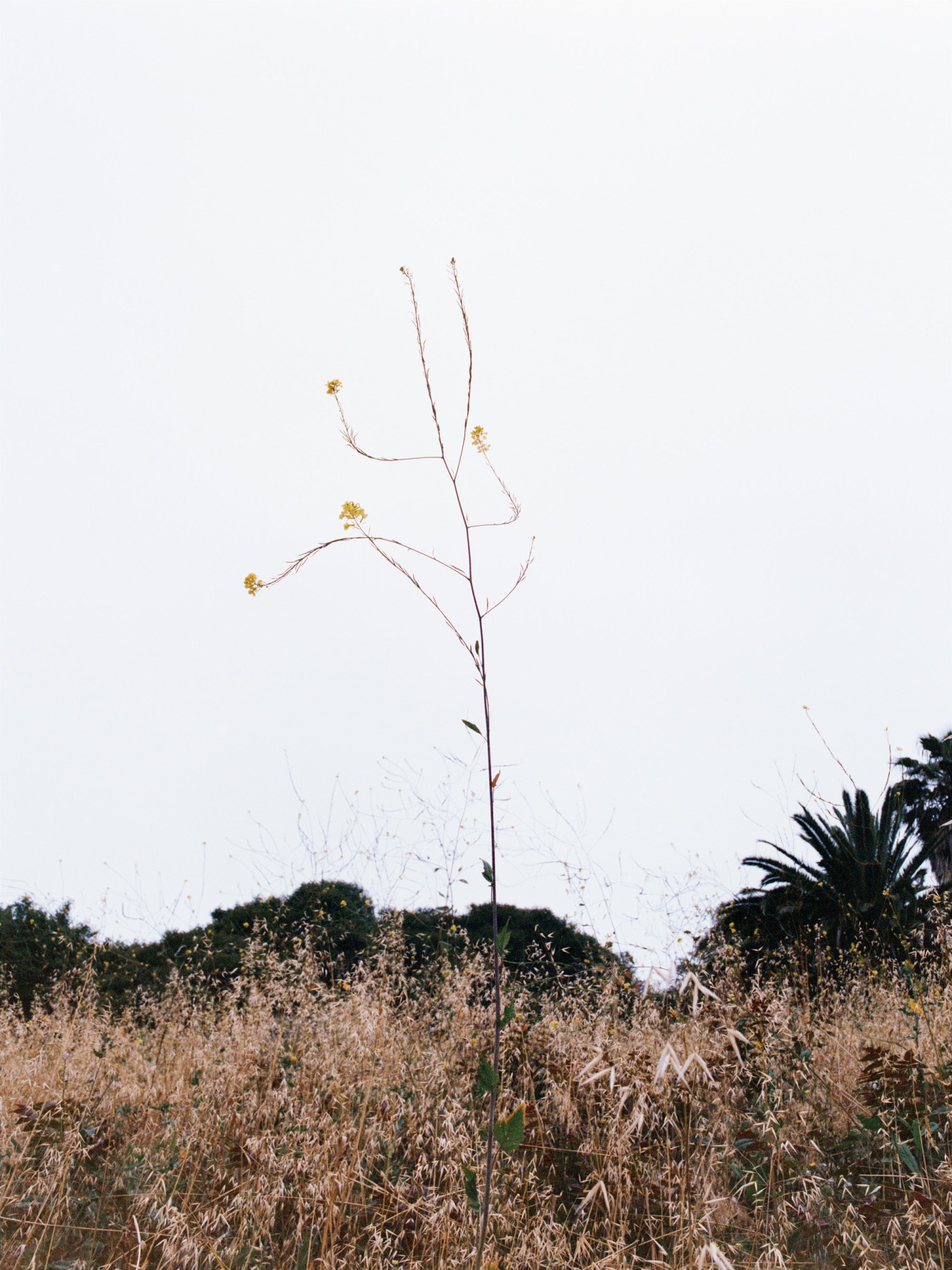 a tiny tree in a field