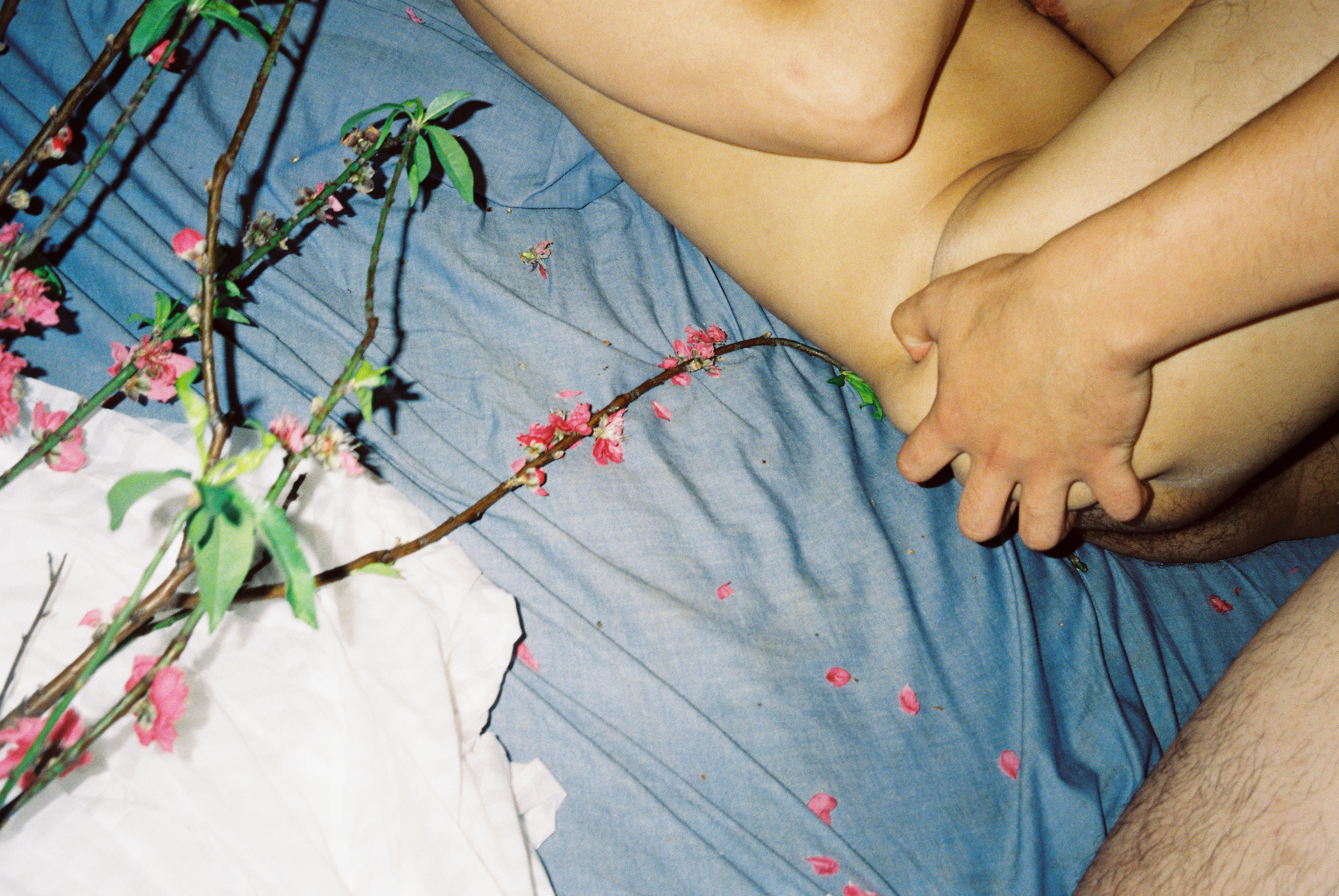 lin zhipeng photograph of two men in bed against a blue sheet having sex. their faces are out of shot. the flowers of a plant spill onto the bed.