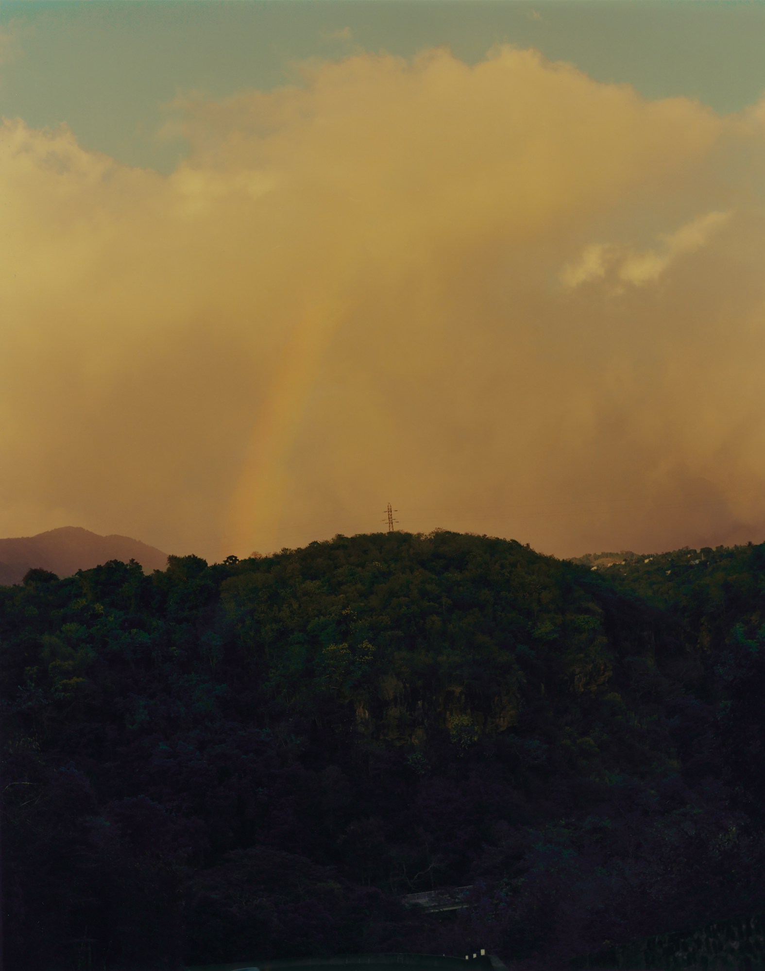 trees in guadeloupe