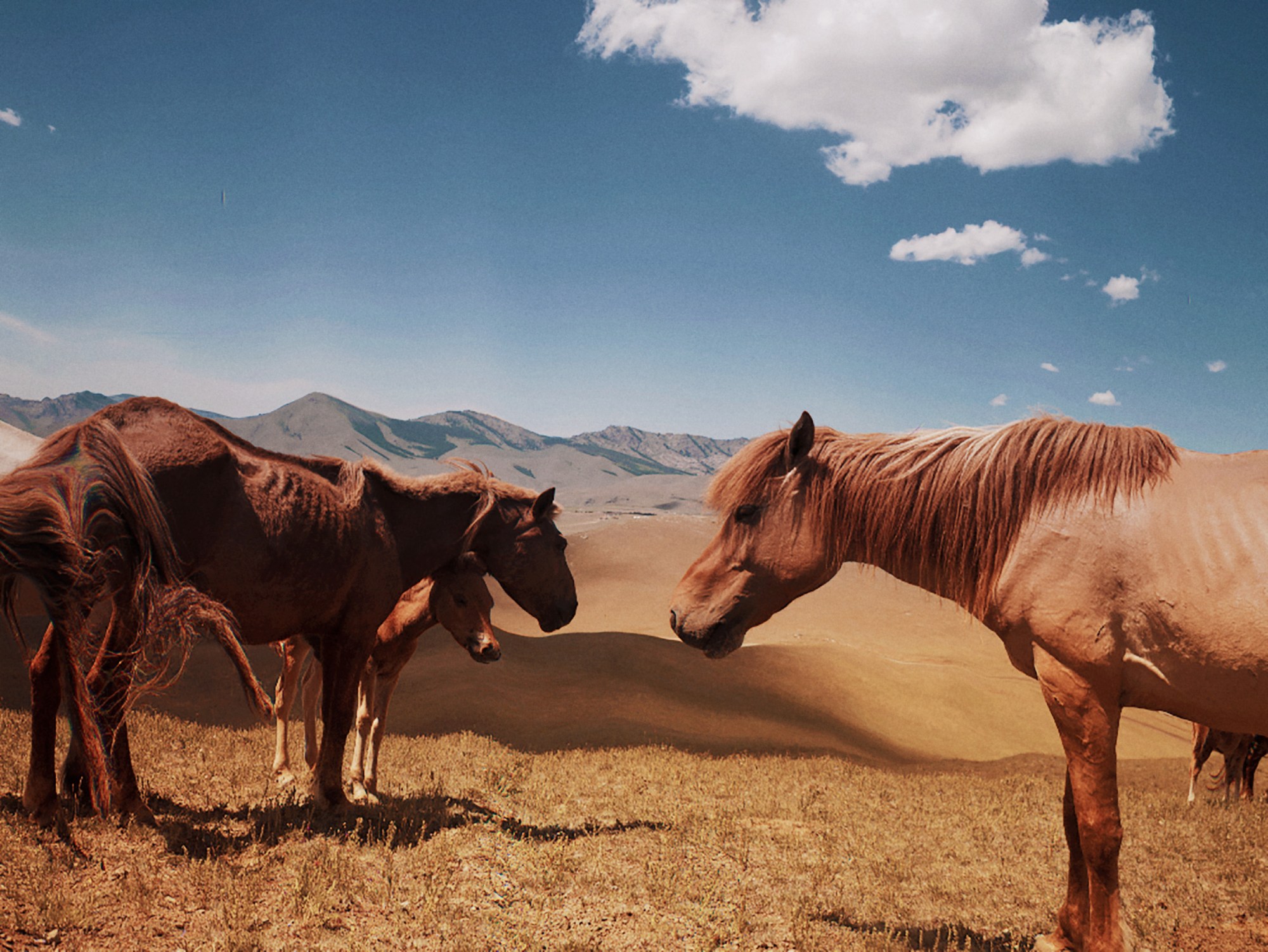 two wild horses and a foal stand against a mongolian skyline