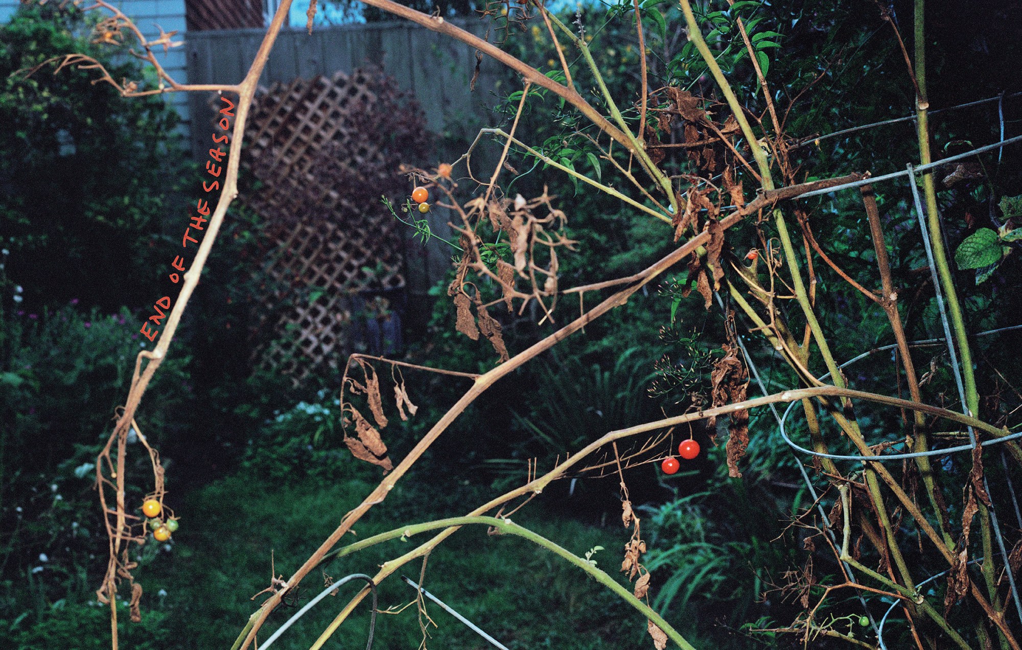 image of a tomato bush at the end of its season, captured at dusk