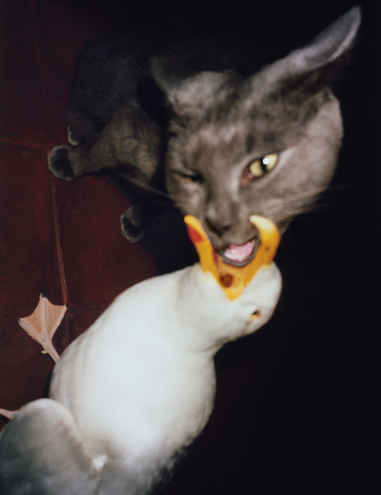 Photograph of a seagull biting a cat by Frank Lebon in i-D’s The New Wave Issue, no. 373, Autumn 2023