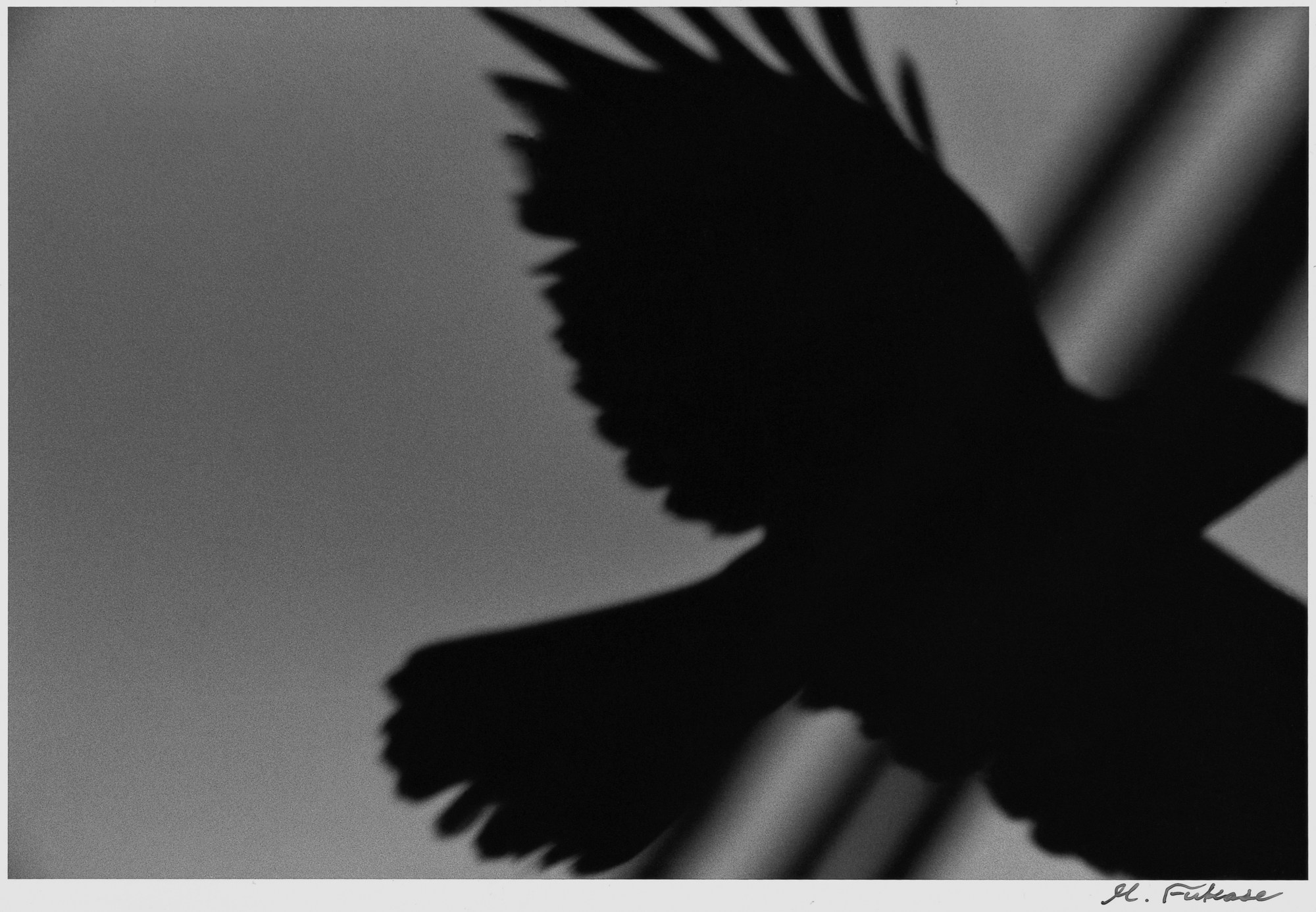 a silhouetted raven in flight, in black and white