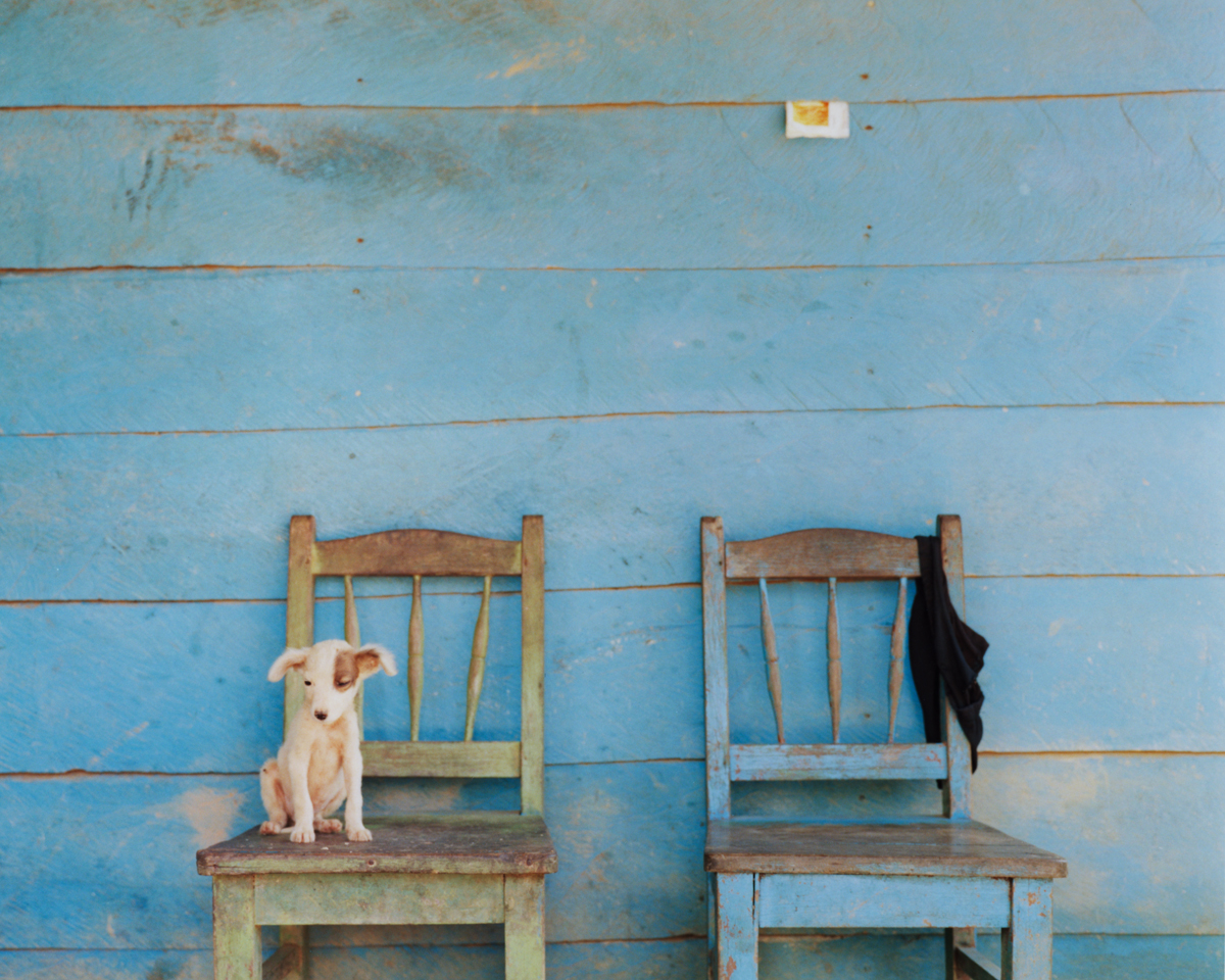 a small dog on a green chair