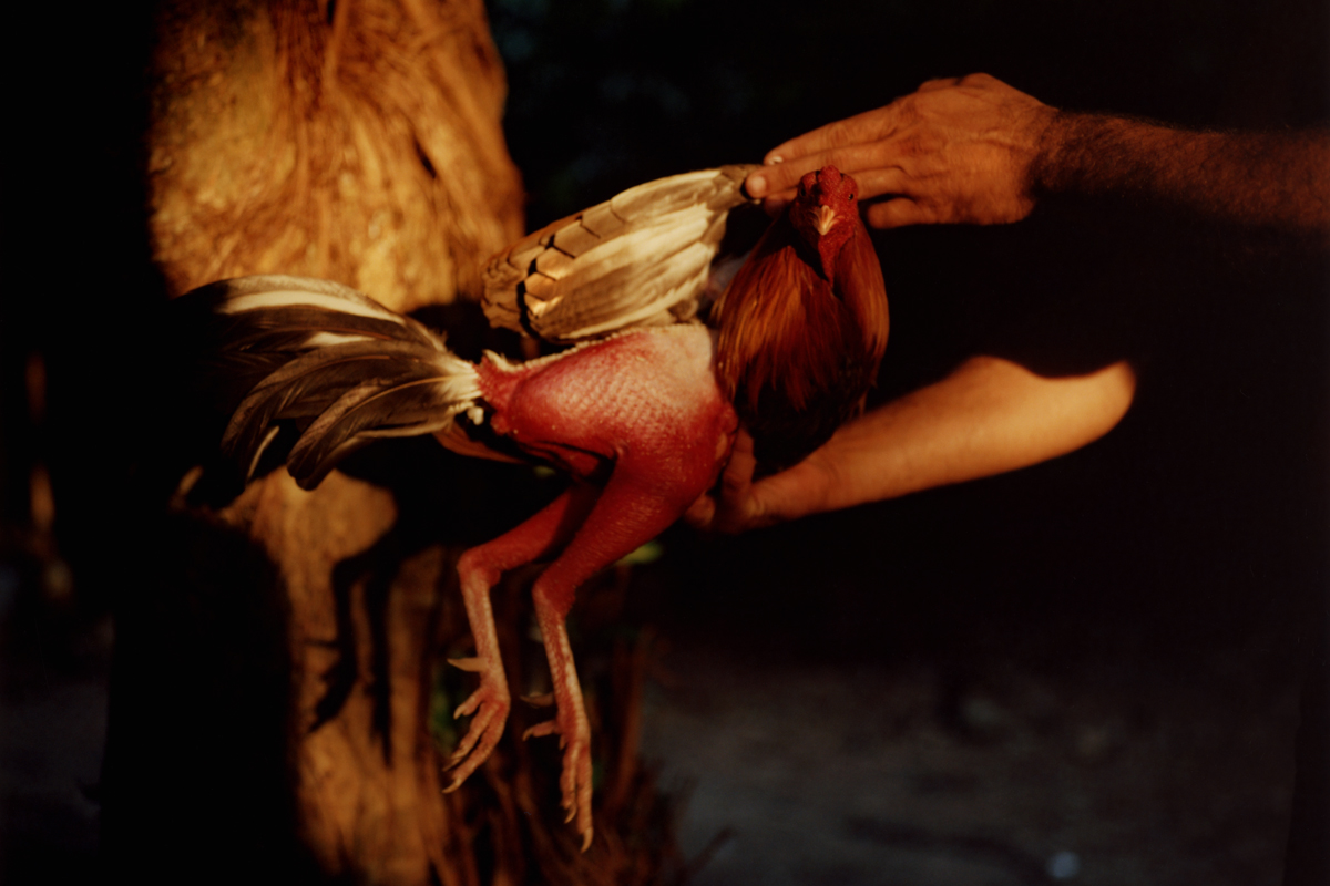 two hands holding a rooster