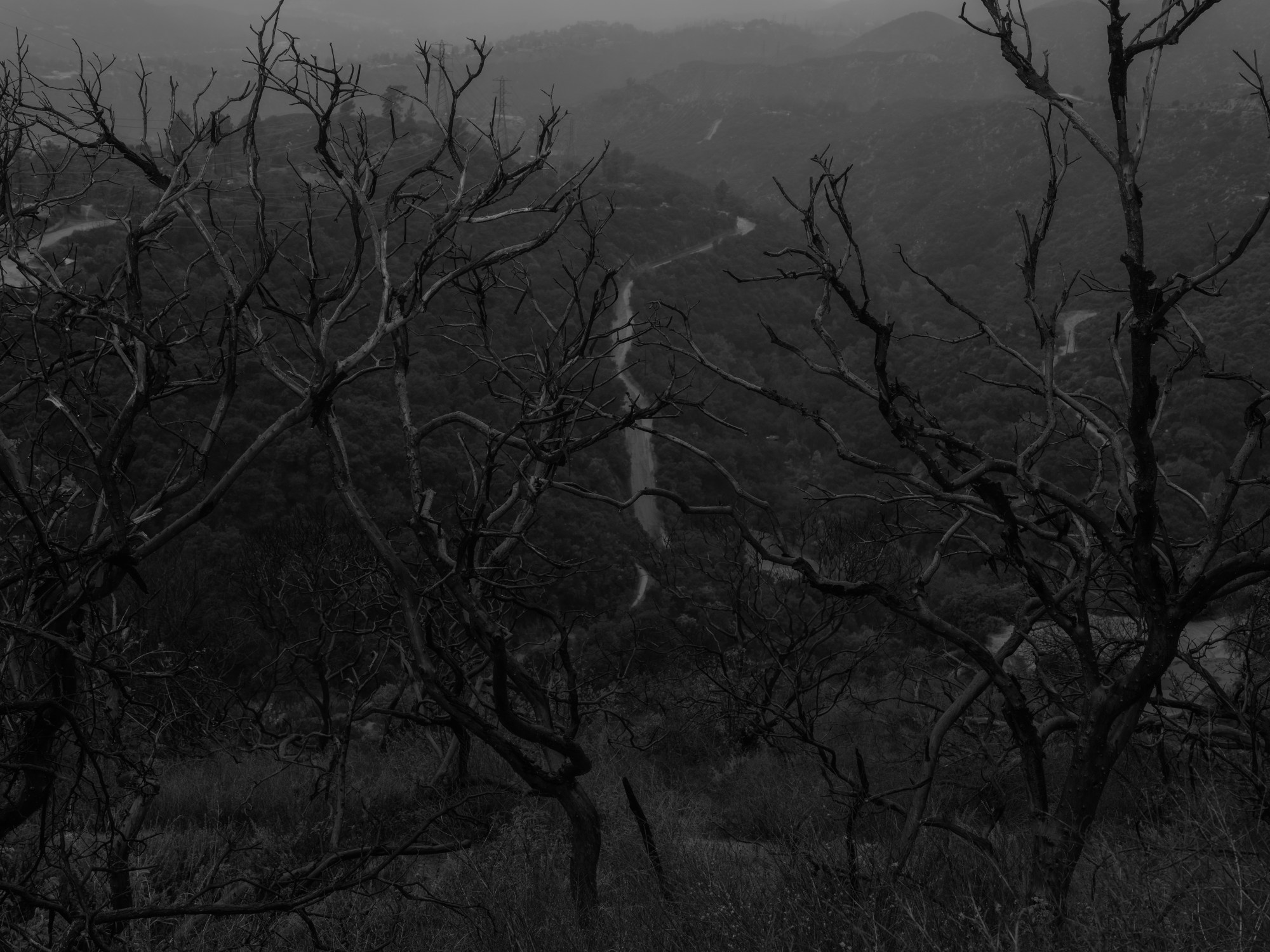 tree branches and a snaking road in the mountains