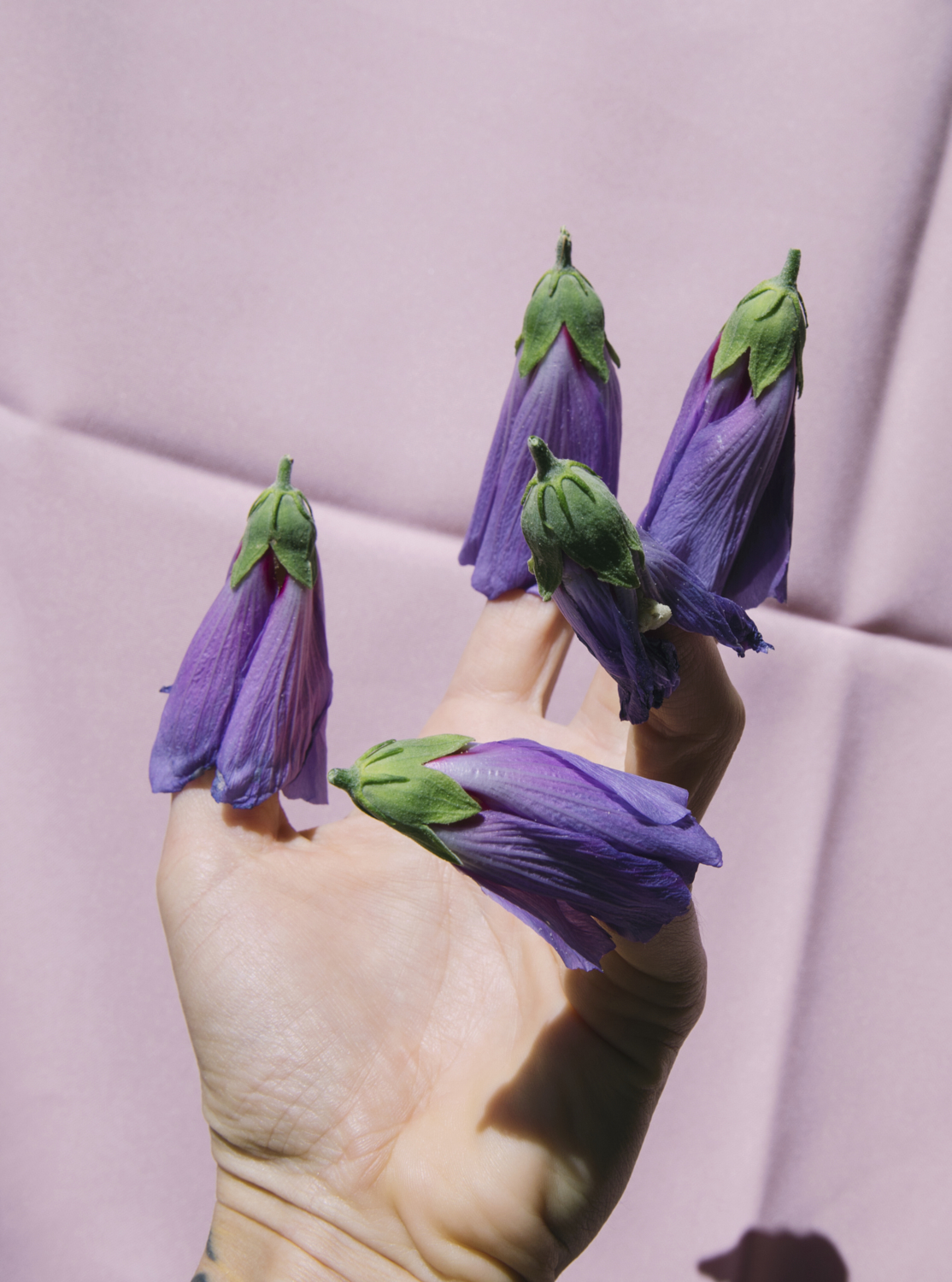 a hand shot palm up, with purple flowers placed over the fingers and thumb like claws