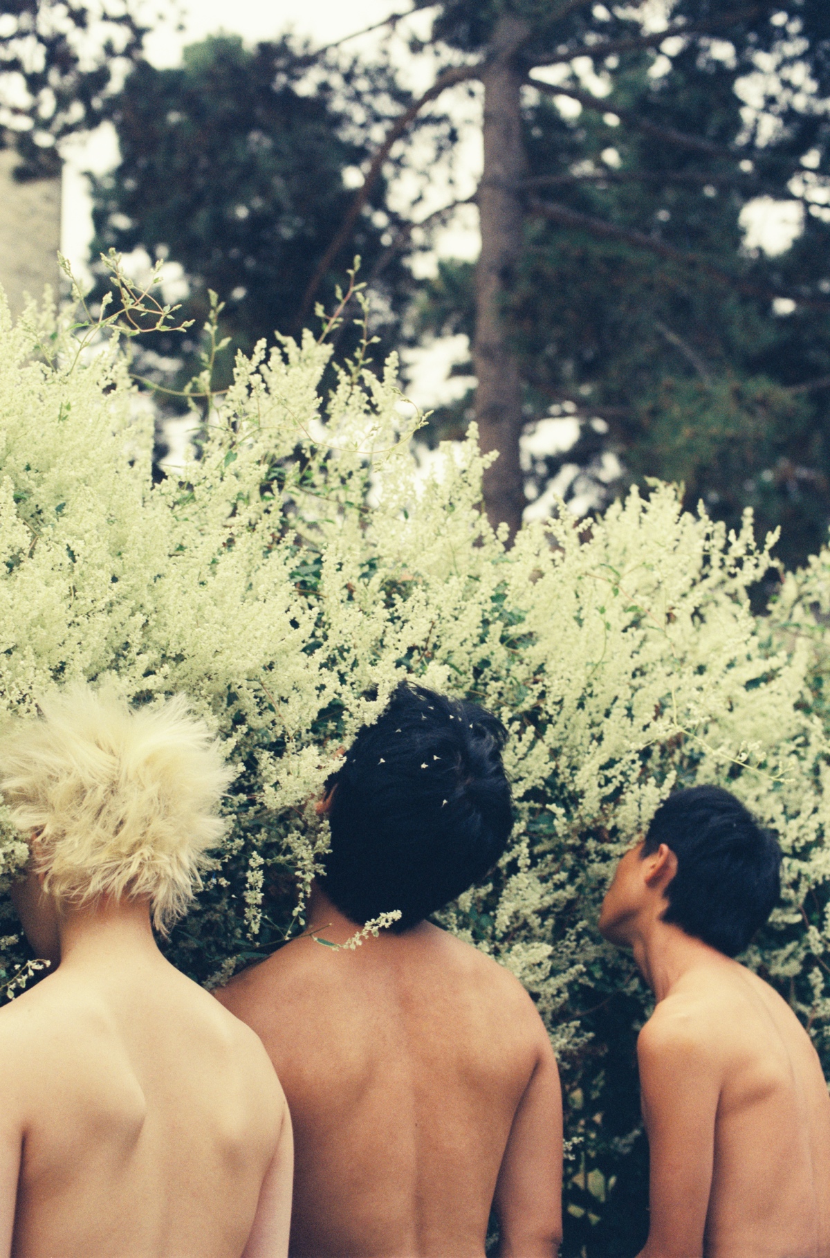 three naked people seen from behind pressing their faces into a bush